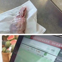3斤白条鸭头每个100多克，有点细毛不破嘴