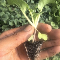 奶白菜种苗