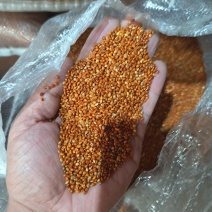 黍子黄黍子玩具枕头填充鸟粮宠物粮配料黄黍子