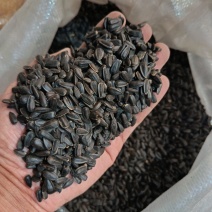 小瓜子小葵花籽，圆粒葵花籽鸟粮宠物粮黑瓜子
