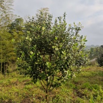 菲油果树5-6年已挂果，1.5m-2m基地直销量大从优