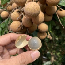 湛江龙眼，老树厚肉龙眼
