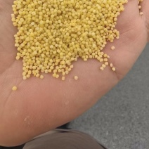 沁州黄小米有货