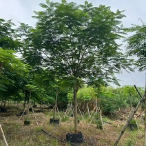 凤凰木3-30分