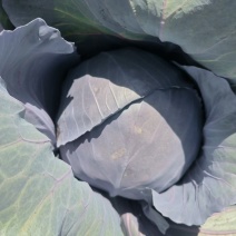 甘肃高原夏菜，高原紫甘蓝颜色正质量好，