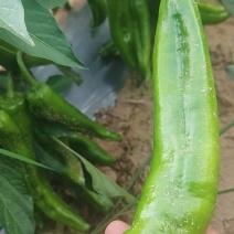 陕北牛角椒