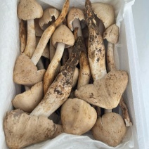大凉山野生菌，鸡粽菌，***野生菌