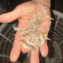 淡水湖白虾