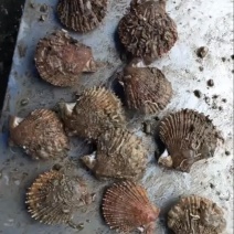 鲜活刺贝当天出货