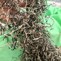 电商丝木耳丝干货木耳丝优质无根木耳丝挖洞木耳丝好木耳丝