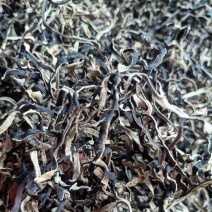 精品电商丝头茬木耳丝优质无根电商好货木耳丝一级品电商丝