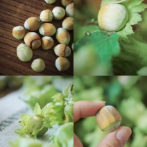 秦皇岛青皮榛子