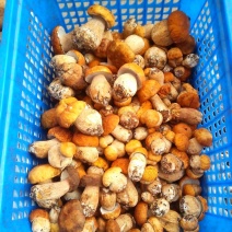 美味牛肝菌