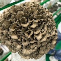 广东广州舞茸鲜品方舱种植，现货供应批发零售