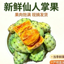 云南高原宝塔仙人掌果黄心仙桃现摘新鲜食用仙人果