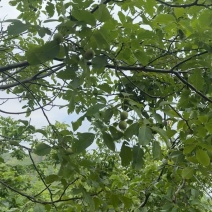 清香核桃