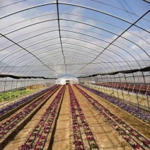 安宁花卉基地急租