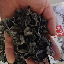 延边黑木耳春耳