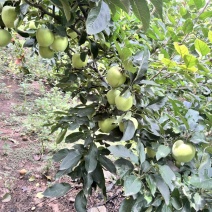 自家果园青苹果