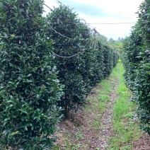 茶梅（2×1米左右），亮晶（造型多）