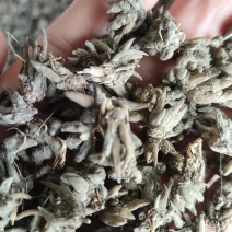 大自然猫爪草正品产地货源