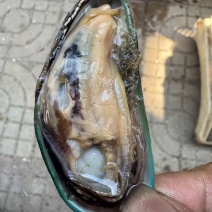 青口