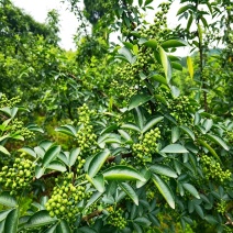 重庆江津九叶青花椒苗，优质壮苗现挖发货，麻香浓郁持续丰
