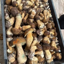 优质美味牛肝菌