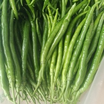 二荆条青辣椒