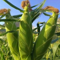 山西吕梁文水鲜玉米水果玉米甜玉米货源充足量大从优