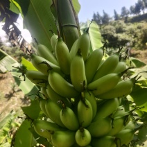 云南高山皇帝蕉（小米蕉）