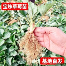 宝珠草莓苗-品种纯正，上市早，口感好，硬度高抗病能力强。