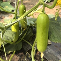 奶油黄瓜基地直发量大优