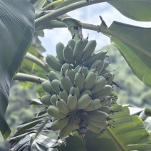 广西苹果蕉统货，不分大小果产地直供货源充足