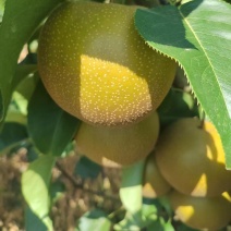 圆黄梨已大量上市