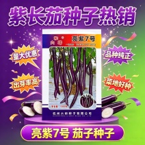 亮紫7号线茄种子中早熟红茄种籽果面紫红皮薄光滑无限生长