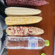 甜糯玉米，白甜糯，黄甜糯，花甜糯都有，非常甜