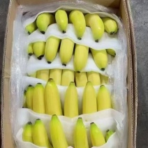 【精品】云南香蕉品种规格齐全对接全国走货欢迎来电洽谈