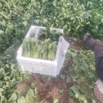 内蒙大叶菠菜现货350箱，东莞附近可自提