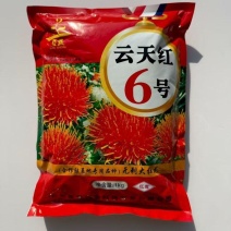 滇红花种子云天红6号花朵大无刺花丝长耐寒耐瘠产量高药材种
