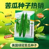 美国绿冠苦瓜种子疙瘩绿苦瓜种子抗病刺瘤丰满耐热耐低温