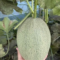 正宗原产地种植现摘现卖个大瓜甜价格美丽代办代收
