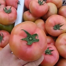 宁夏精品硬粉西红柿产地一手货源量大价优欢迎随时咨询