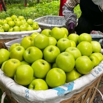 青香蕉苹果云南昭通青苹果承接电商代收代发全国
