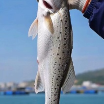 白胶海鲈鱼/产地直供/单条包装/工厂加工/量大价格优惠