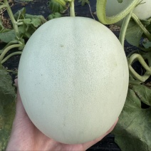 玉菇甜瓜软糯甘甜