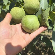 青皮核桃大量上市产地直供量大质优诚信经营欢迎来电