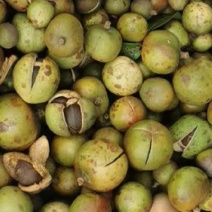 黄土坡生油茶子