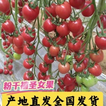 粉千禧圣女果【基地直发全国发货】清甜少酸皮薄爆汁