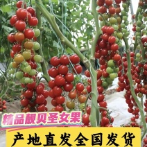 精品靓贝圣女果【基地直发全国发货】果香浓郁清甜爆汁